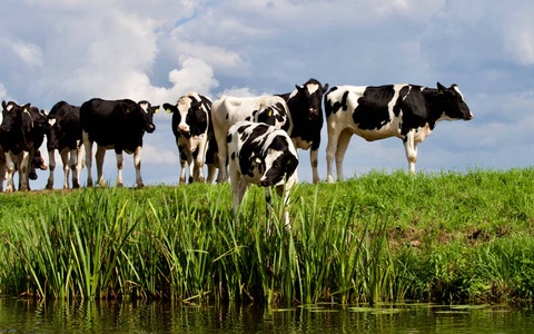 produccion proteina suero de leche granja vacas