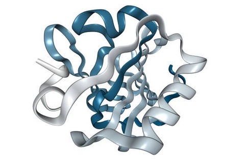 cadena proteina quimica